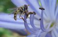 41 - Blue wasp - PHA ANNA - australia